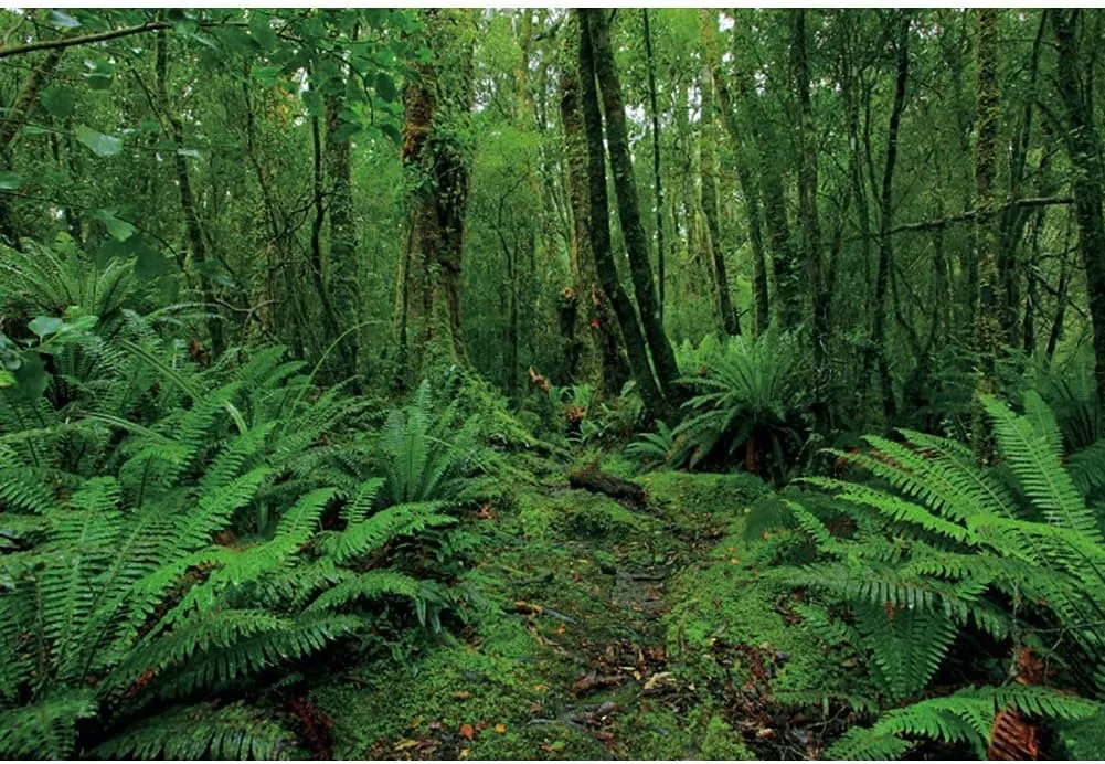 7x5ft Green Jungle Forest Backdrop for Photography Spring Woods Rainforest Natural Scenery Outdoor Wonderland Background Picnic Camping Adventure Photo Booth Studio Props