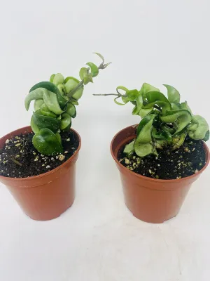 (Pack of 2) Hindu Indian Rope Plant- Hoya Exotic 4inch Pot