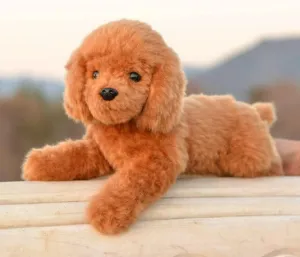 Small Simulation Teddy Dog Plush Toy Dog Doll Realistic Poodle with Aluminum Wire for Stable Sitting (Lying on The Front Limbs Without Aluminum Wires, Unable to sit steadily)